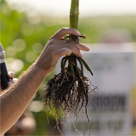 A person holding a plant with roots
