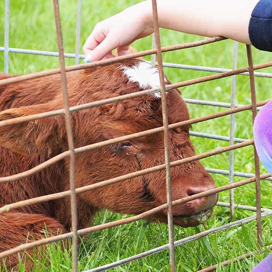 A person petting a calf in a cage