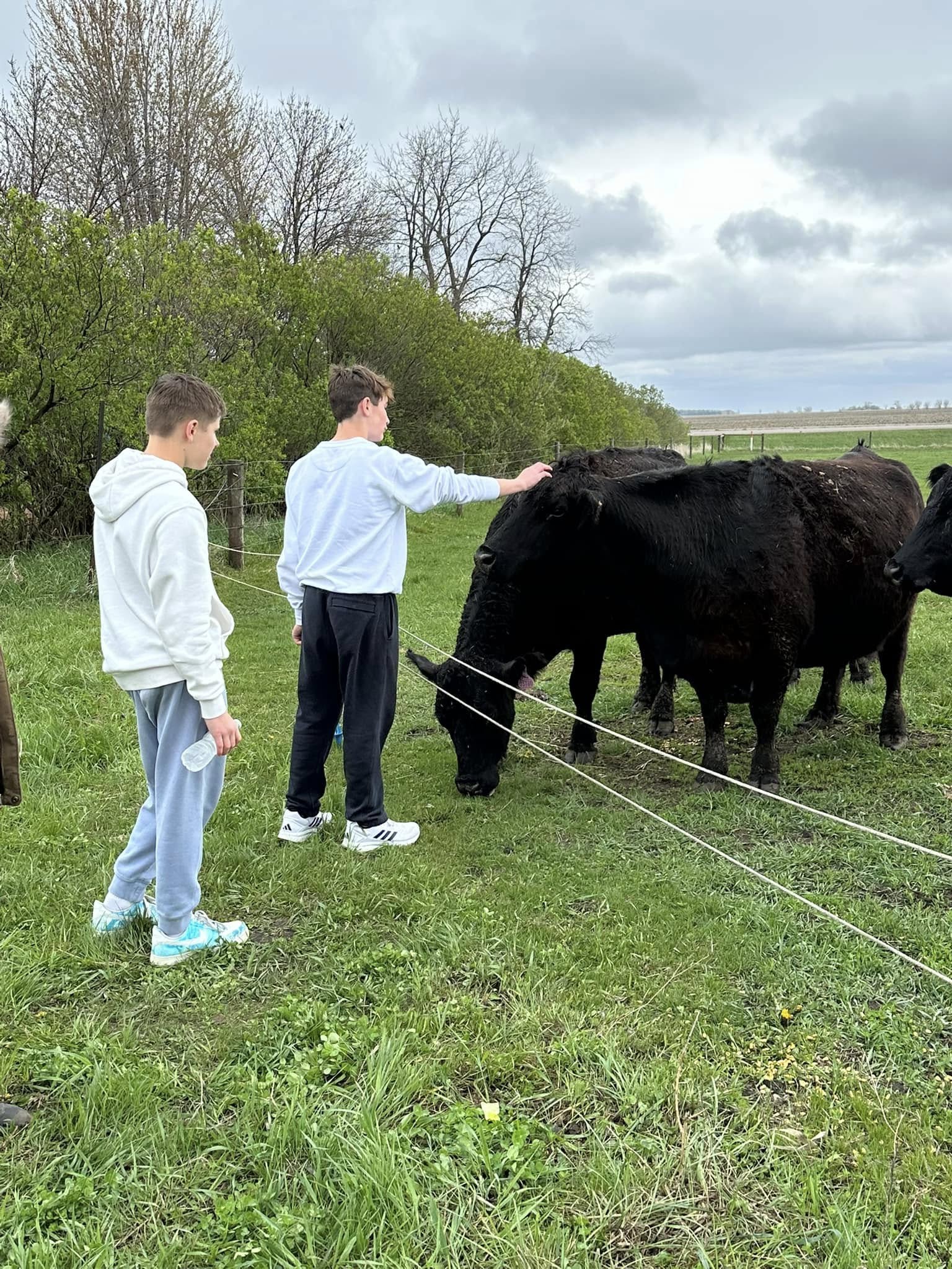 Farm Camp Cattle Farm