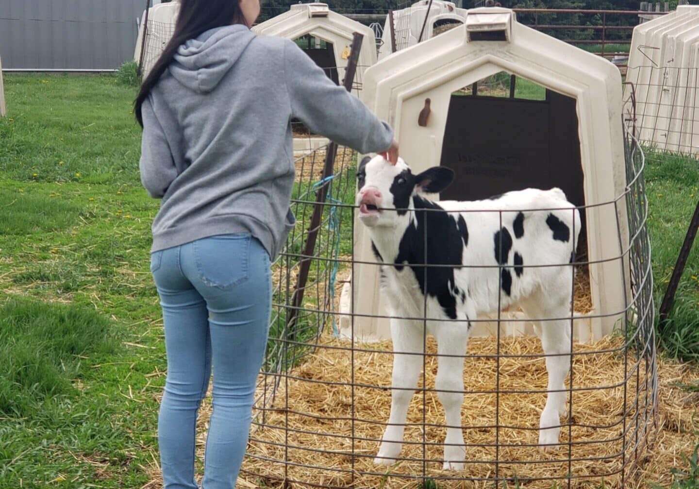 Student Pets Calf During Farm Camp