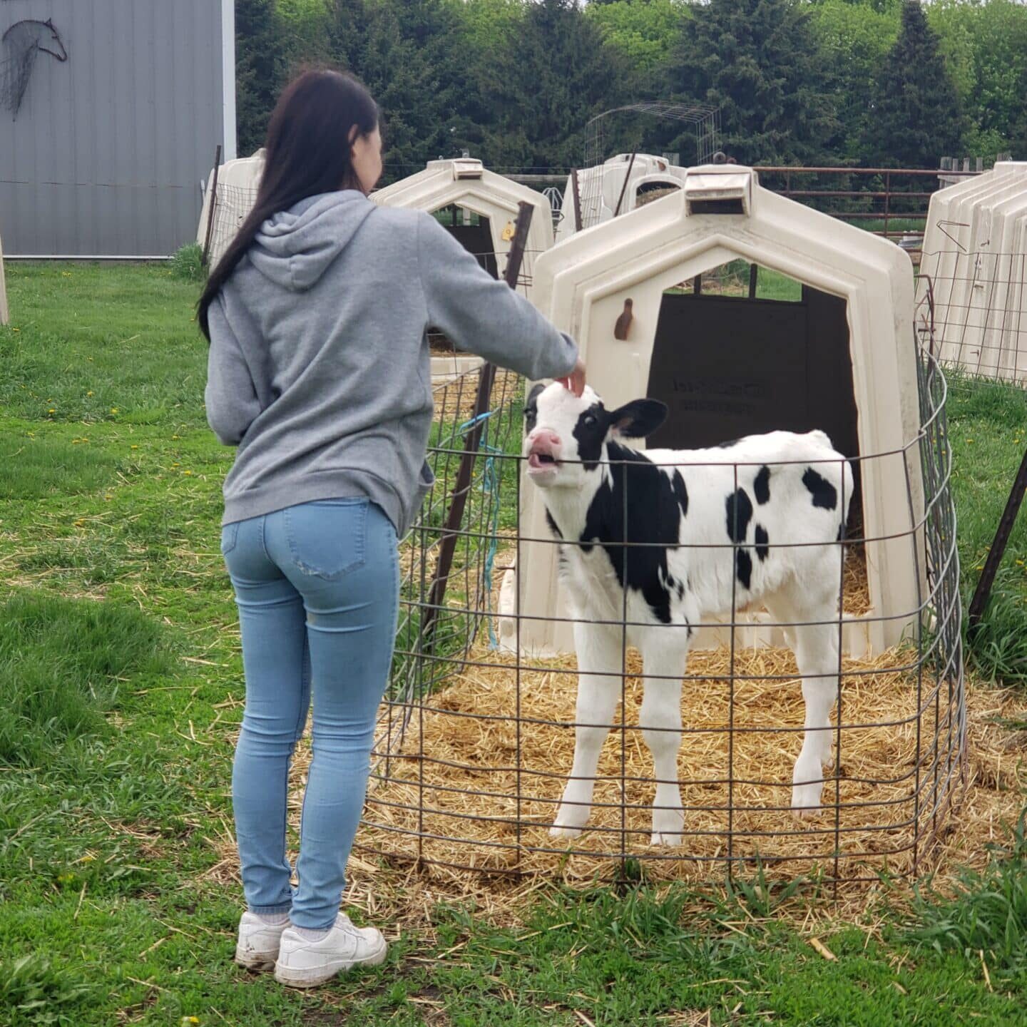 Student Pets Calf During Farm Camp