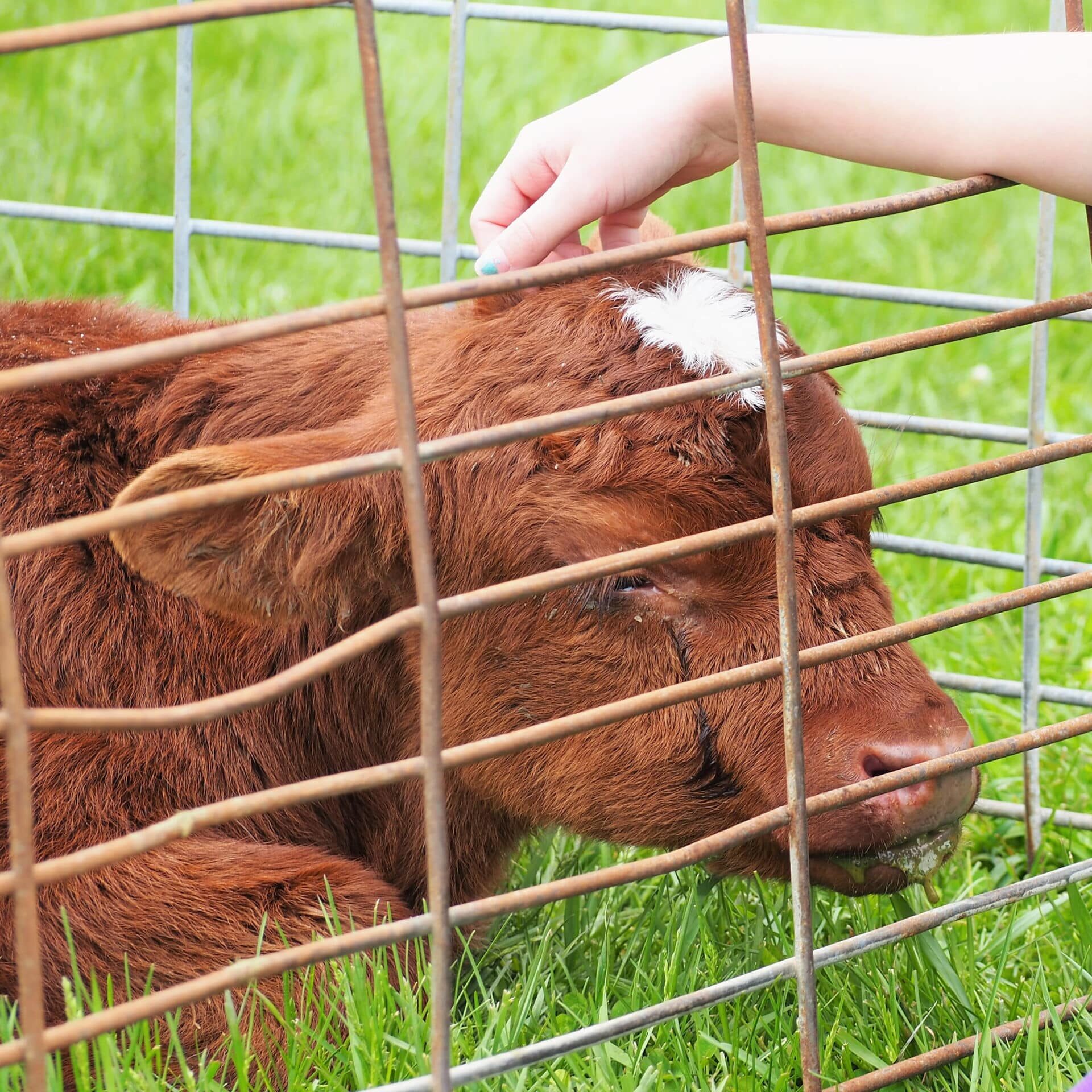 A person interacting with a calf in an enclosed space.